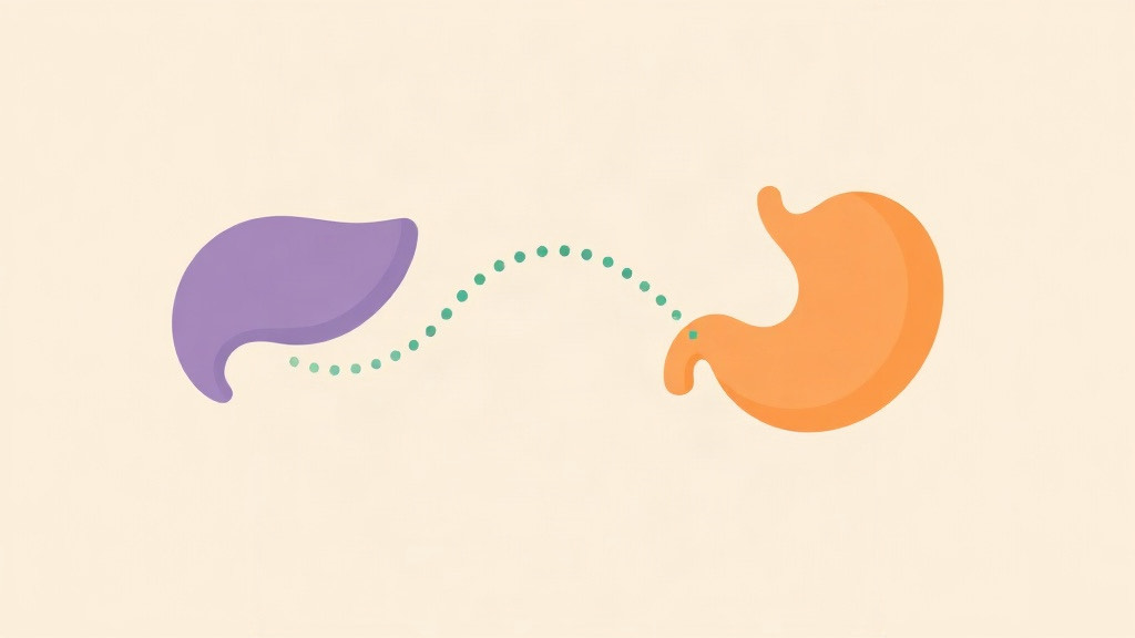 Amylin, the other fullness hormone: a purple pancreas sending a trail of teal dots to an orange stomach