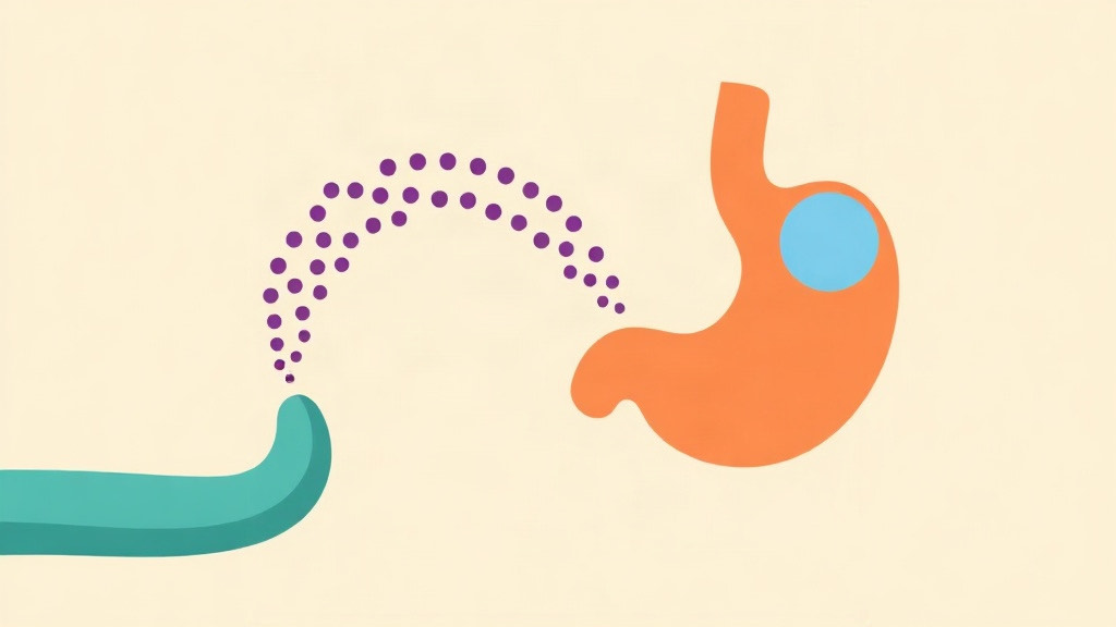 GLP-1, a gut hormone: a trail of purple dots arcing from the intestine to the stomach it signals